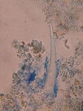 Litschauerella clematidis image