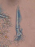 Litschauerella clematidis image