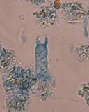 Litschauerella clematidis image