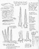 Litschauerella clematidis image