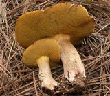 Suillus fuscotomentosus image