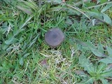 Entoloma sericeum image