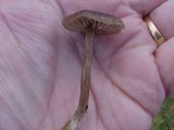 Entoloma sericeum image