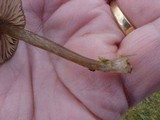 Entoloma sericeum image