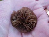 Entoloma sericeum image