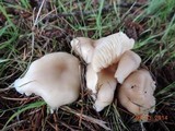 Clitocybe fragrans image