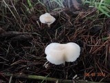 Clitocybe fragrans image