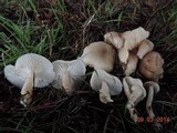 Clitocybe fragrans image