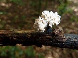 Xylocoremium flabelliforme image