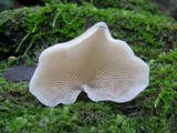 Crepidotus mollis image