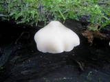 Crepidotus mollis image