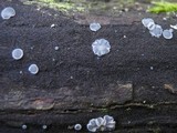 Tapesia fusca image