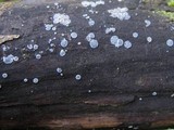 Tapesia fusca image