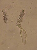 Aleurodiscus farlowii image