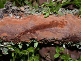 Fuscoporia ferrea image