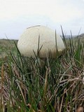 Agaricus arvensis image