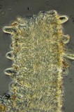 Inocybe cinnamomea image