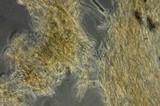 Inocybe cinnamomea image