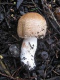 Agaricus silvaticus image