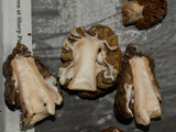 Verpa bohemica image
