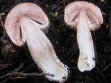 Agaricus silvaticus image