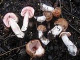 Agaricus silvaticus image