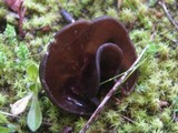 Helvella leucomelaena image