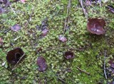 Helvella leucomelaena image