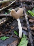 Helvella elastica image