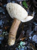 Gyroporus castaneus image