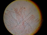 Verpa bohemica image