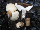 Gyroporus castaneus image