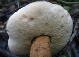 Gyroporus castaneus image