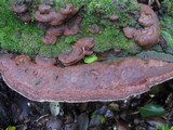 Fuscoporia torulosa image