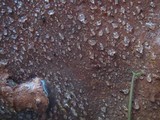 Fuscoporia torulosa image
