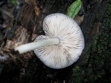 Pluteus salicinus image