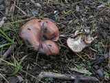 Gomphidius subroseus image