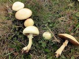 Agaricus arvensis image