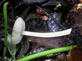 Pluteus romellii image