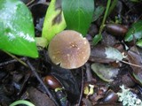 Pluteus romellii image