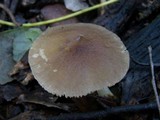 Pluteus romellii image