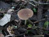 Pluteus romellii image