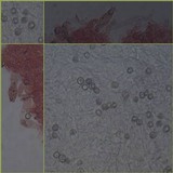 Pluteus romellii image