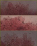 Pluteus romellii image