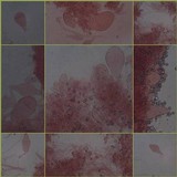 Pluteus romellii image