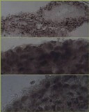 Pluteus romellii image