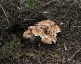 Gomphus kauffmanii image