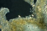 Inocybe cinnamomea image