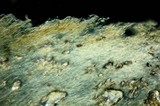 Inocybe cinnamomea image