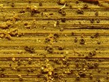 Pyrenopeziza pulveracea image